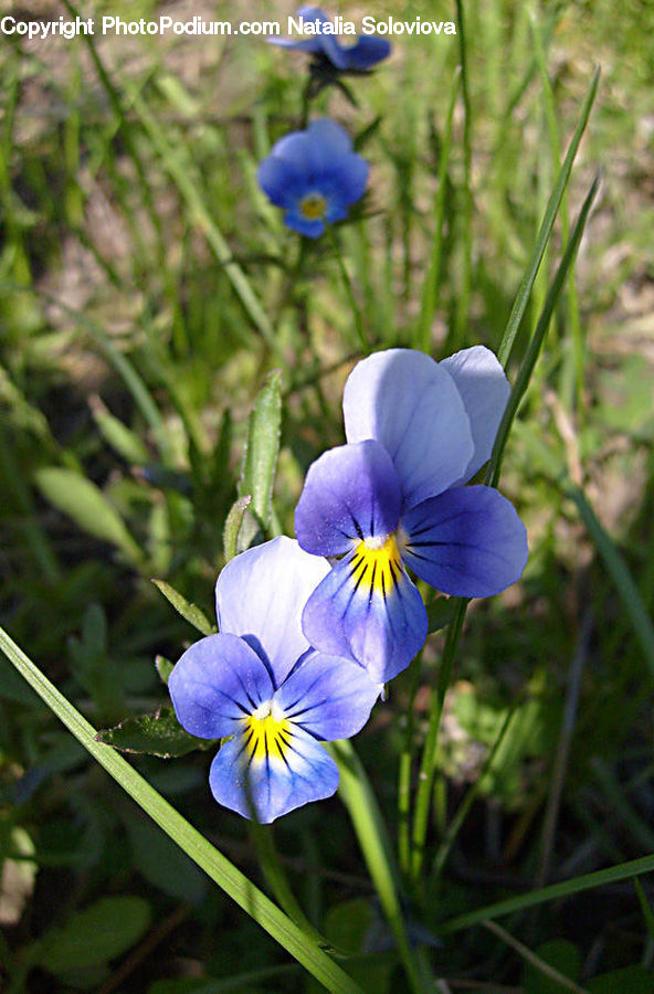 Fiber, Flax, Flora, Flower, Plant, Anemone, Blossom