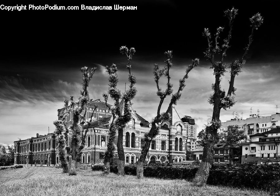 Plant, Tree, Apartment Building, Building, High Rise, Architecture, Cathedral