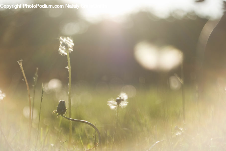 Field, Grass, Grassland, Plant, Weed, Dirt Road, Gravel