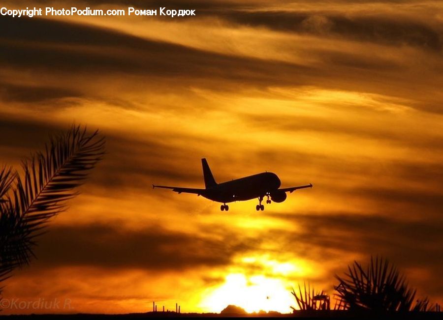 Aircraft, Airplane, Jet, Palm Tree, Plant, Tree, Summer