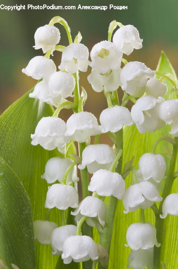 Blossom, Flora, Flower, Orchid, Plant, Gladiolus, Lilac