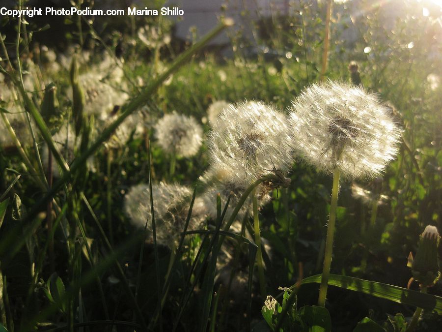Dandelion, Flower, Plant, Weed, Forest, Jungle, Field