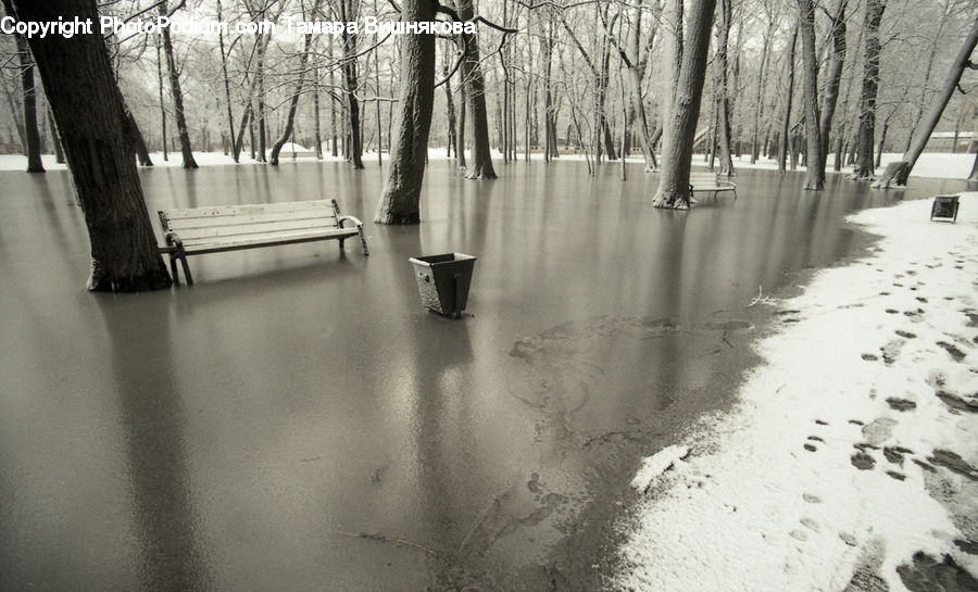 Bench, Boardwalk, Path, Pavement, Sidewalk, Walkway, Forest