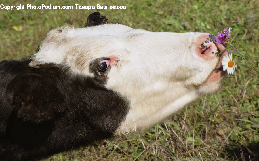Animal, Cattle, Cow, Dairy Cow, Mammal