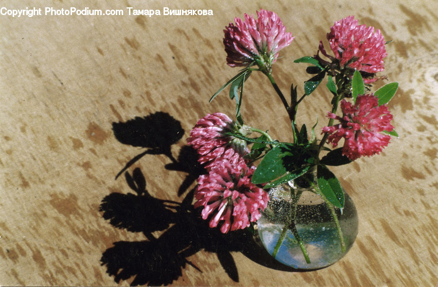 Plant, Potted Plant, Floral Design, Flower, Flower Arrangement, Flower Bouquet, Ikebana