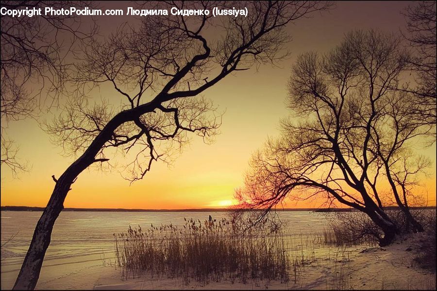 Dawn, Dusk, Sky, Sunrise, Sunset, Plant, Tree