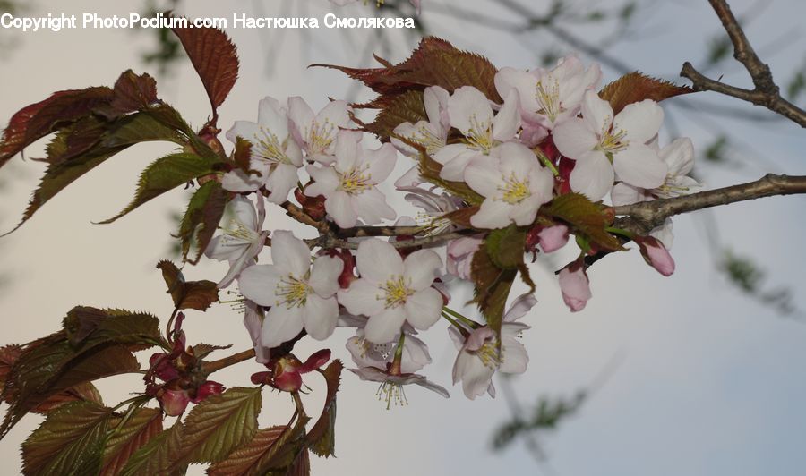 Blossom, Flora, Flower, Plant, Cherry Blossom, Potted Plant, Flower Arrangement