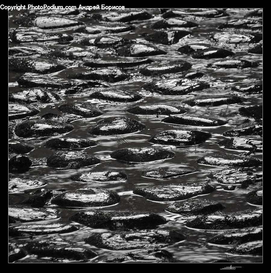Fish, Herring, Sardine, Sea Life, Water, Outdoors, Ripple