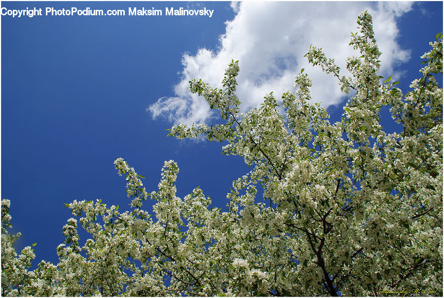 Blossom, Flora, Flower, Plant, Bush, Vegetation, Conifer