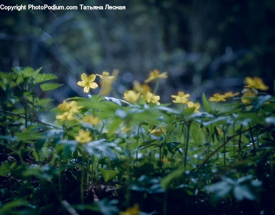 Blossom, Flora, Flower, Plant, Fiber, Flax, Daffodil