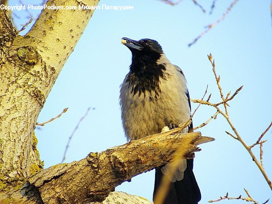 Bird, Blackbird, Crow, Beak, Flicker Bird, Woodpecker