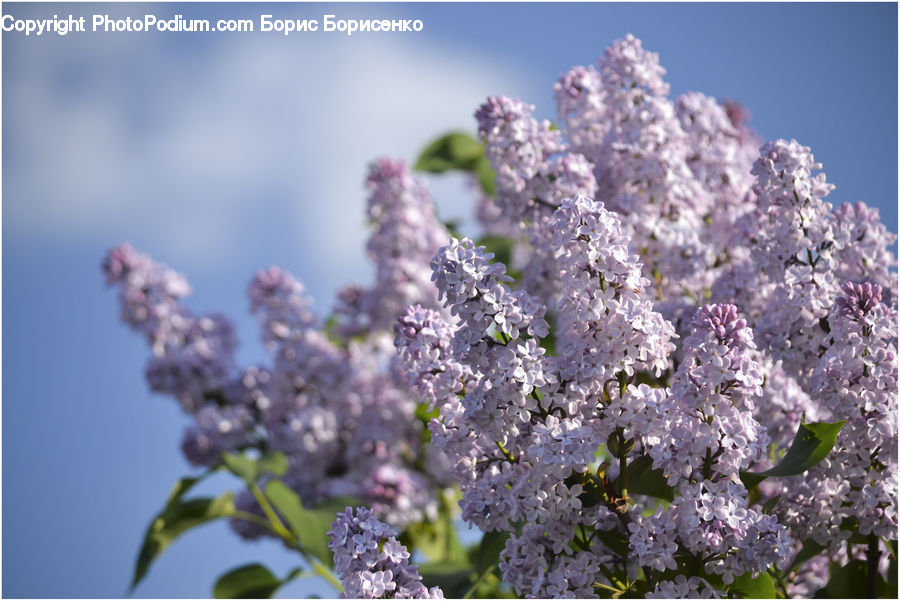 Blossom, Flower, Lilac, Plant, Flora, Cherry Blossom
