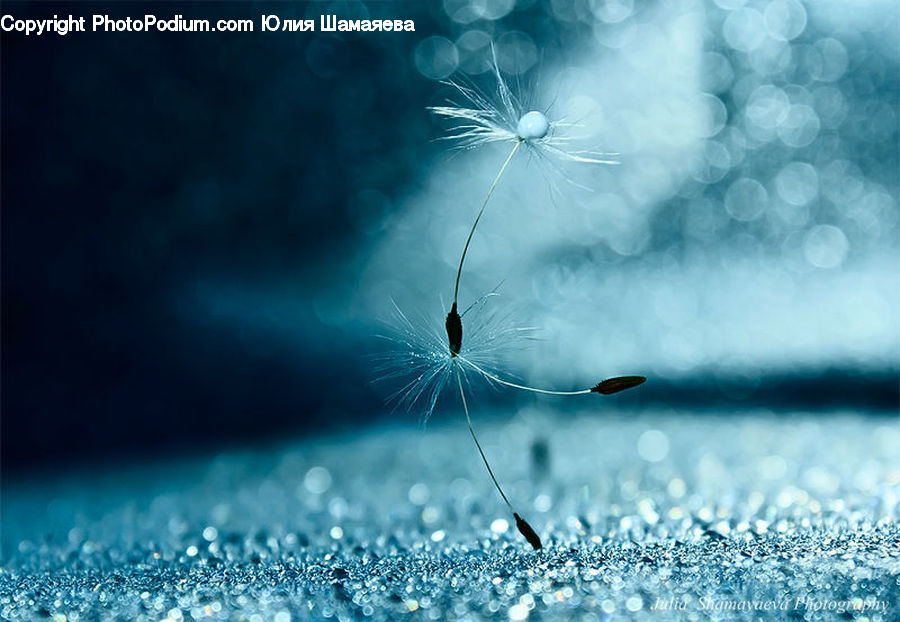 Dill, Plant, Weed, Dandelion, Flower, Field, Grass