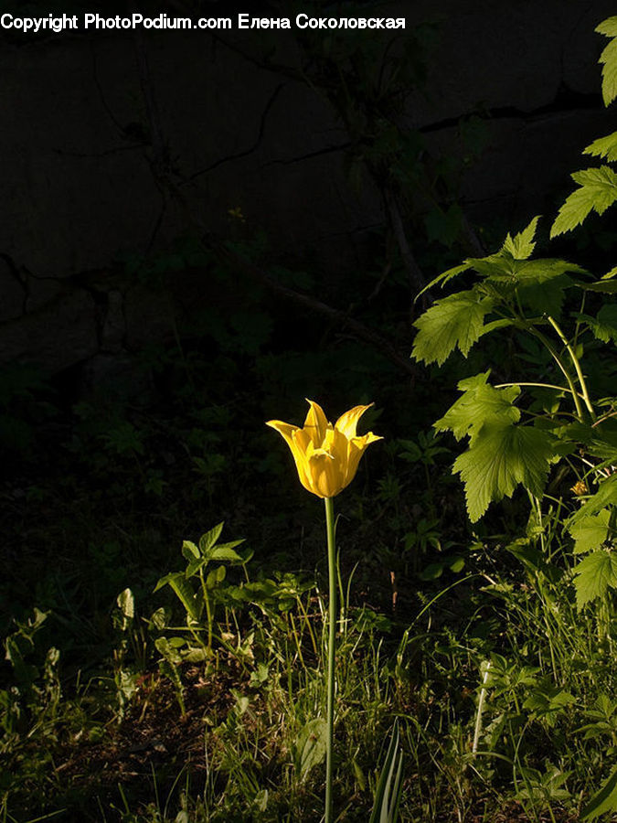 Blossom, Flora, Flower, Plant, Tulip, Daffodil, Geranium