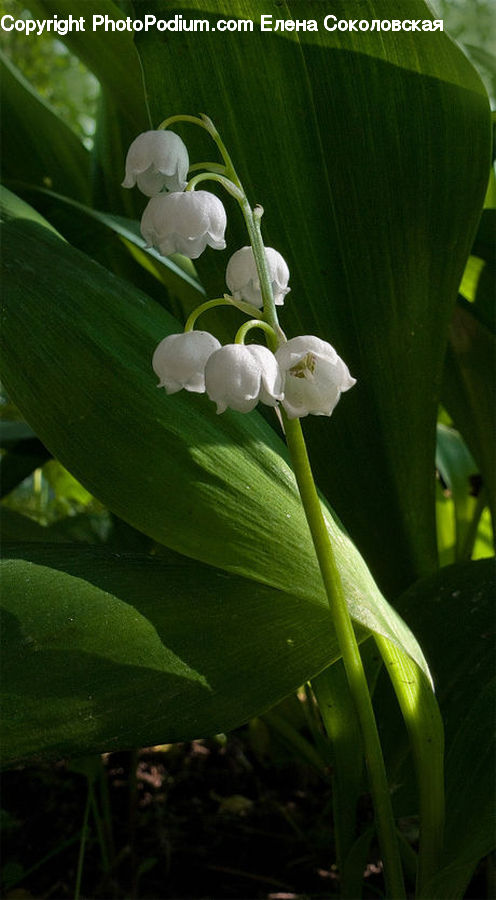 Amaryllidaceae, Blossom, Flower, Plant, Flora, Orchid, Lily