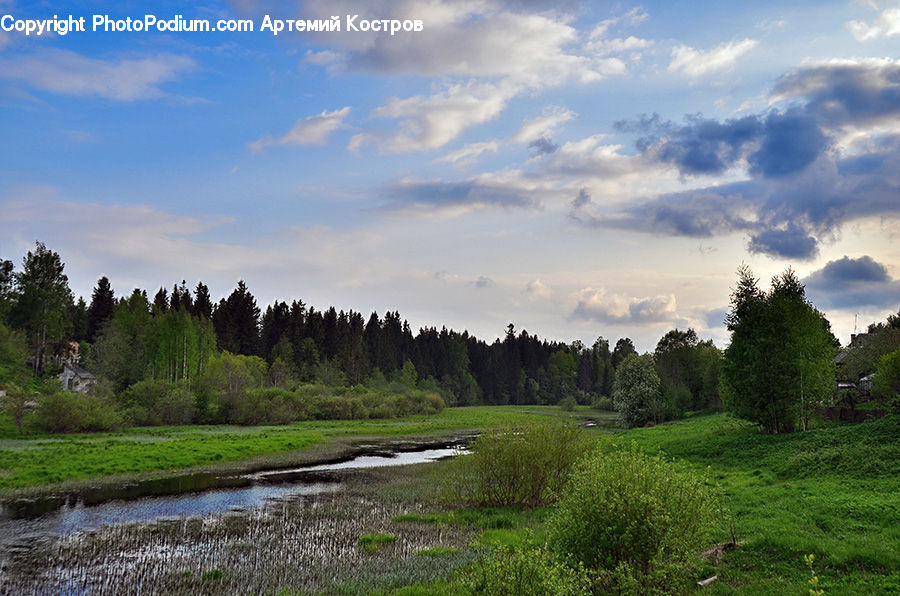 Field, Grass, Grassland, Land, Outdoors, Plant, Landscape