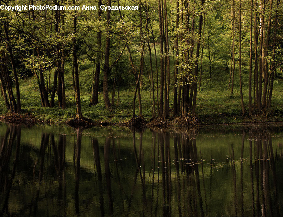 Land, Marsh, Outdoors, Swamp, Water, Forest, Vegetation