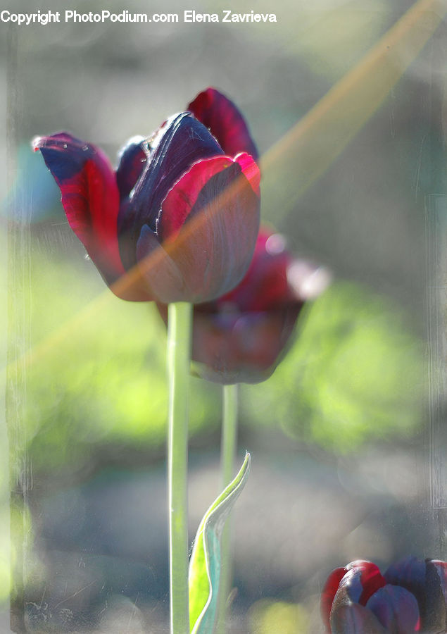 Bird, Flamingo, Flock, Blossom, Flora, Flower, Geranium
