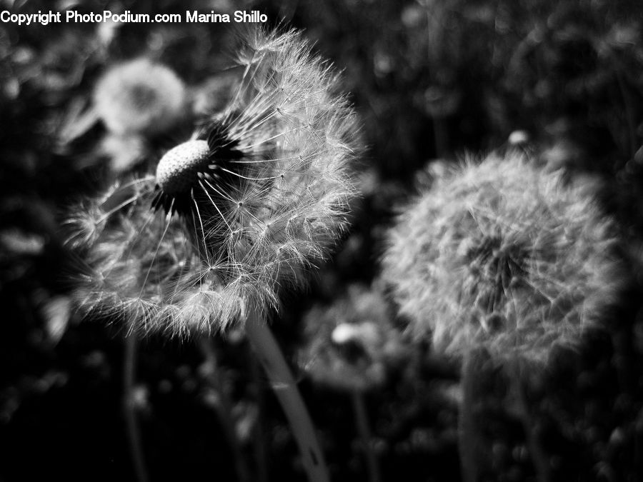 Dandelion, Flower, Plant, Blossom, Flora, Aster