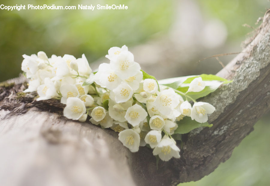 Blossom, Flora, Flower, Plant, Lilac, Cherry Blossom, Flower Arrangement