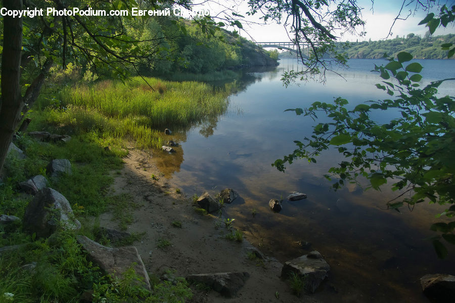 Plant, Potted Plant, Land, Marsh, Pond, Swamp, Water