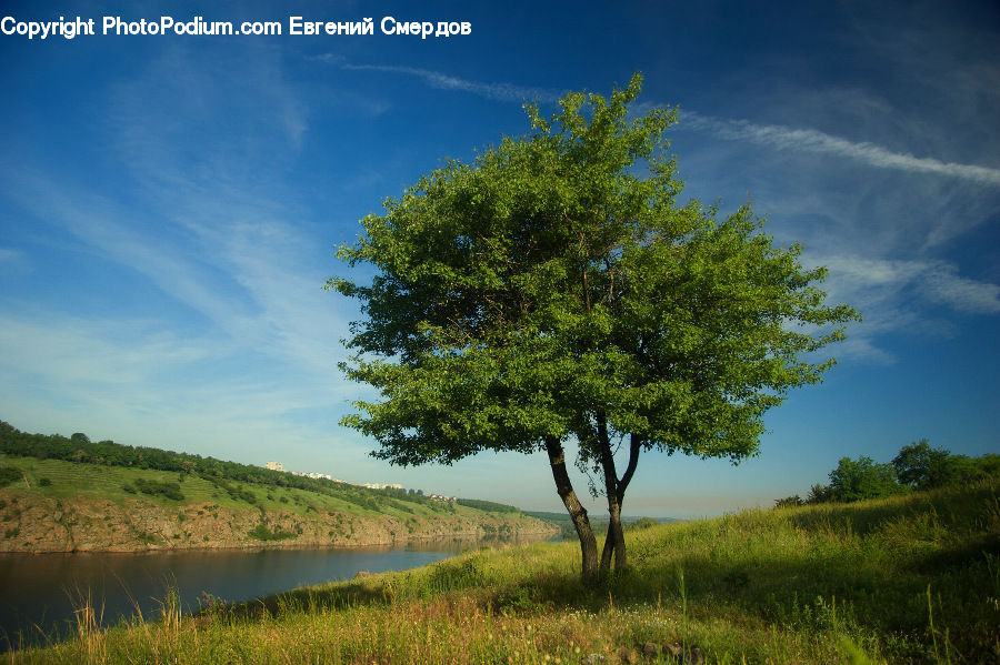 Plant, Tree, Field, Grass, Grassland, Land, Outdoors