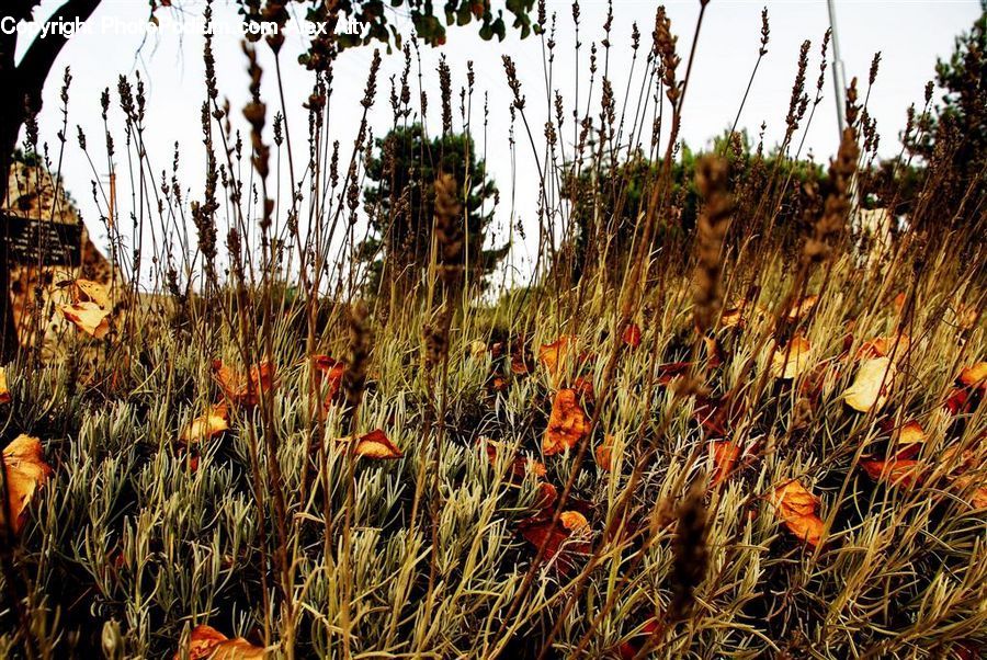 Field, Grass, Grassland, Plant, Reed, Blossom, Flora