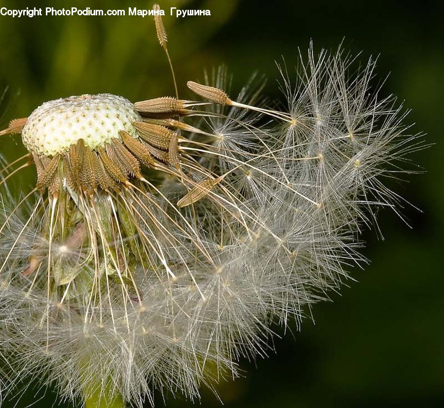 Dandelion, Flower, Plant, Grain, Seed, Blossom, Flora