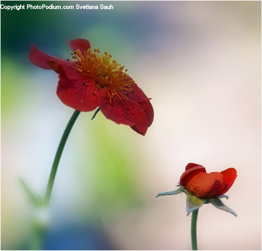 Blossom, Flower, Plant, Rose, Flora, Geranium, Poppy