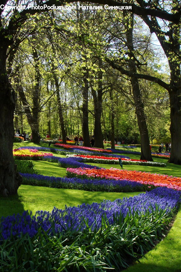Blossom, Crocus, Flora, Flower, Plant, Tulip, Forest