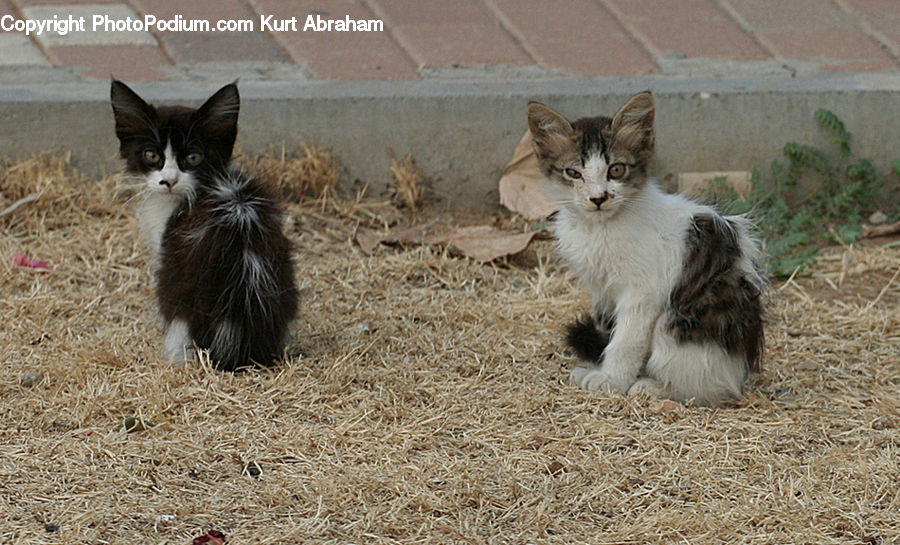 Animal, Cat, Kitten, Mammal, Pet, Canine, Dog