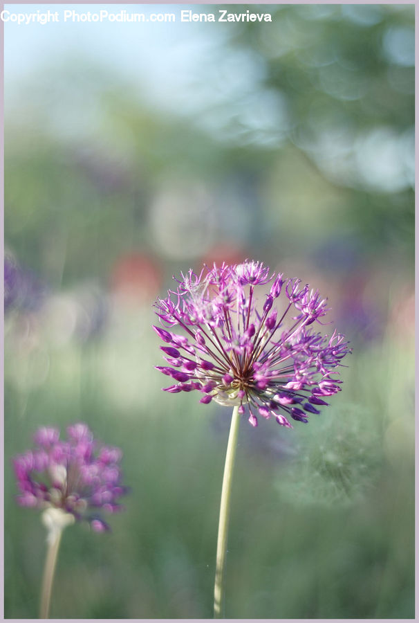 Allium, Blossom, Flora, Flower, Plant, Dahlia