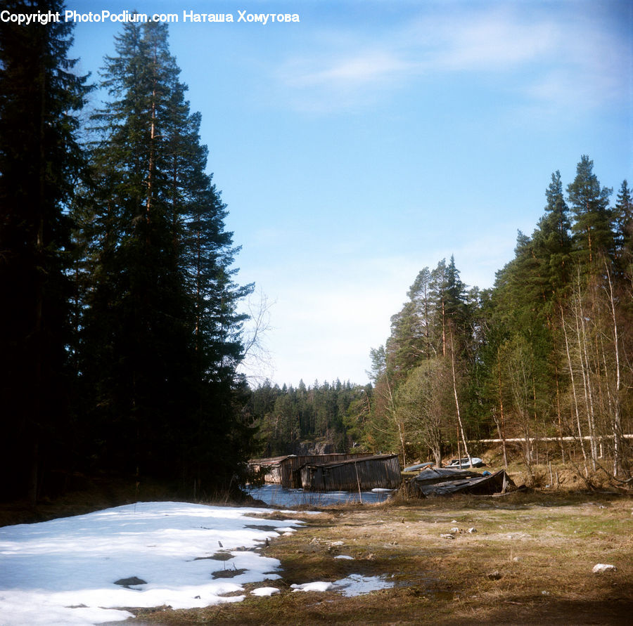 Conifer, Fir, Plant, Tree, Creek, Outdoors, River