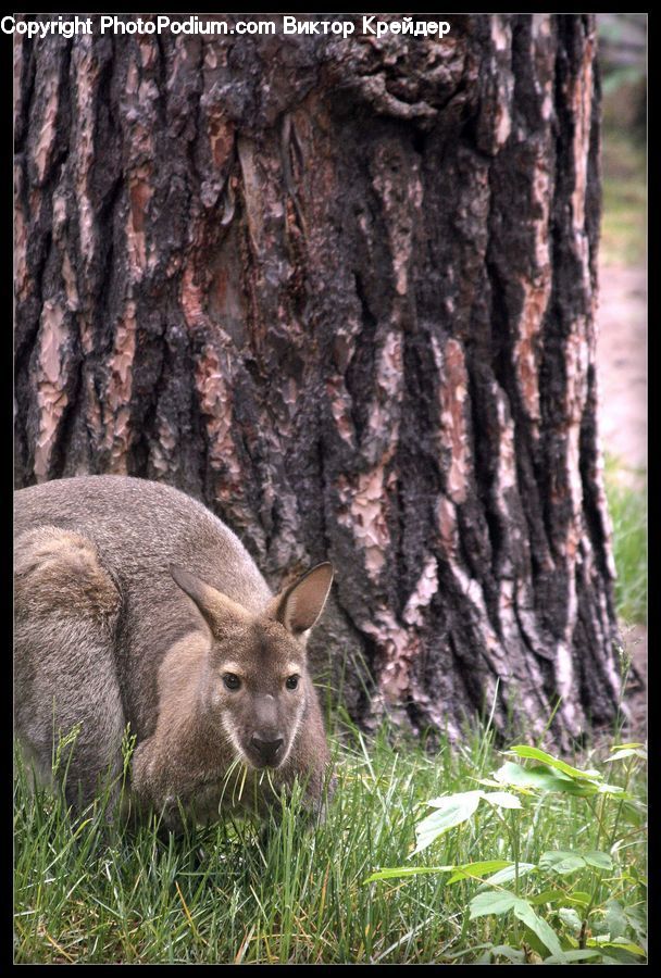 Animal, Kangaroo, Mammal, Wallaby, Plant, Vegetation, Deer