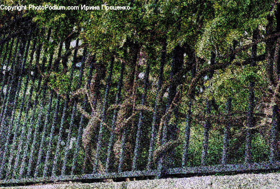 Forest, Vegetation, Jungle, Conifer, Fir, Plant, Tree