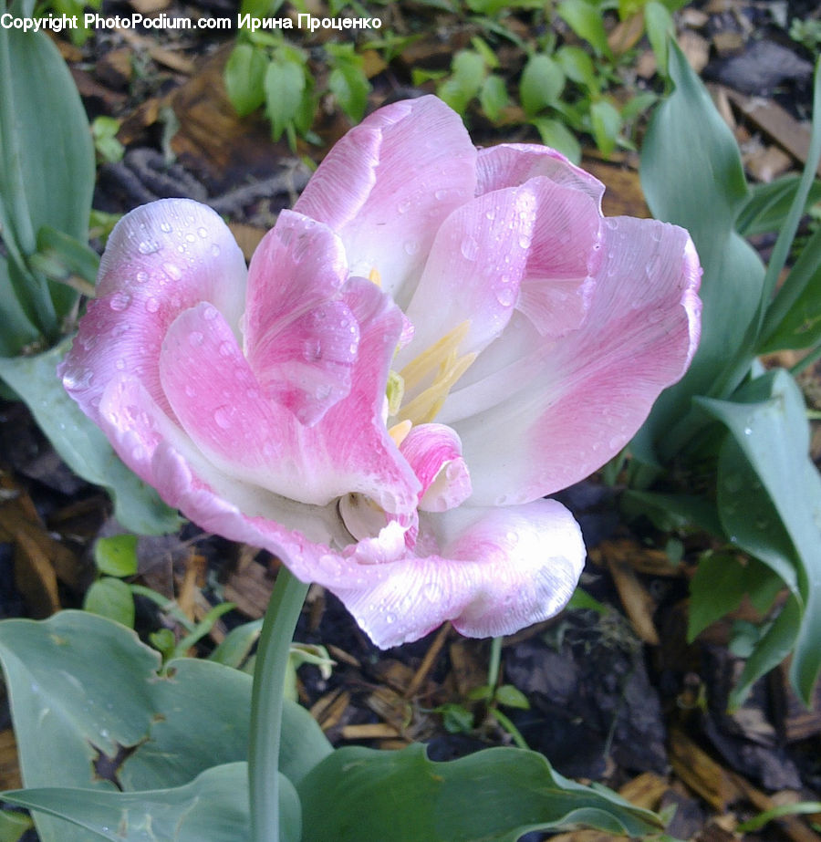 Flora, Flower, Gladiolus, Plant, Blossom, Tulip, Peony