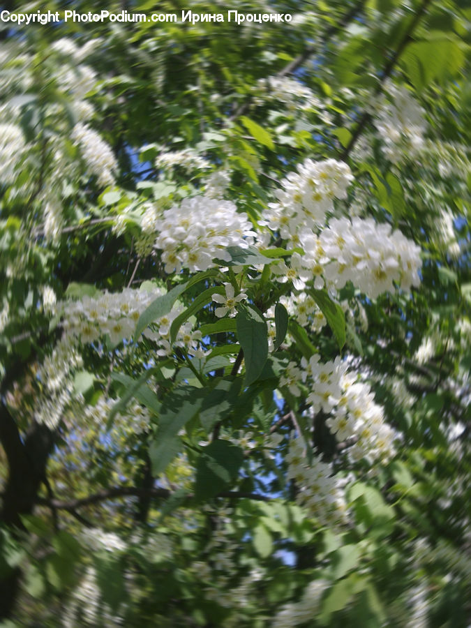 Blossom, Flora, Flower, Plant, Lilac, Vegetation, Aster