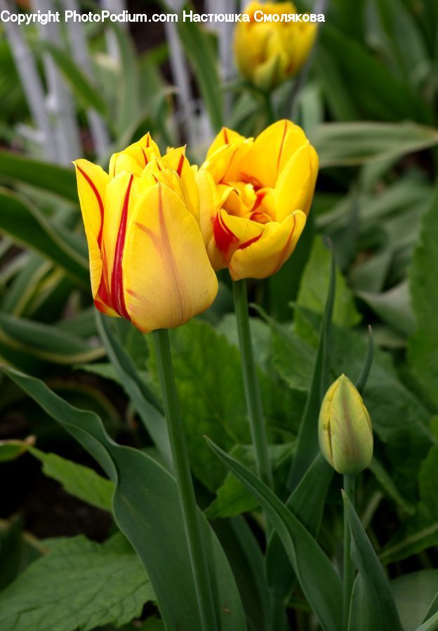 Blossom, Flora, Flower, Plant, Tulip, Crocus, Lily