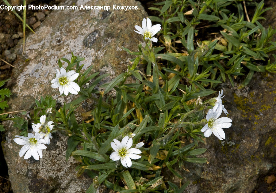 Asteraceae, Blossom, Flora, Flower, Plant, Aster, Daisies