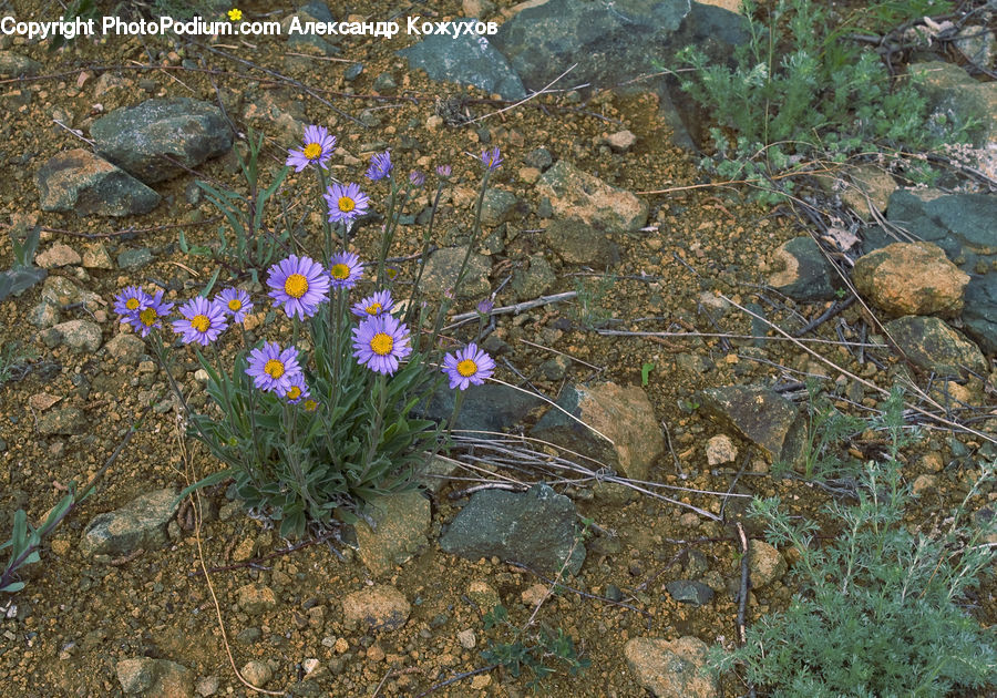 Asteraceae, Blossom, Flora, Flower, Plant, Fiber, Flax