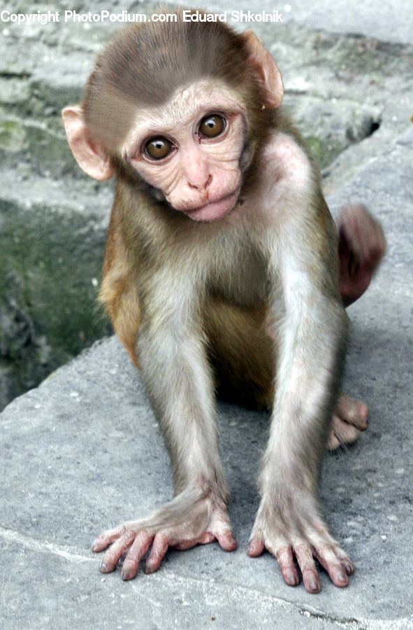 Animal, Mammal, Monkey