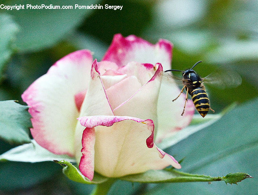 Bee, Hornet, Insect, Invertebrate, Wasp, Blossom, Flora