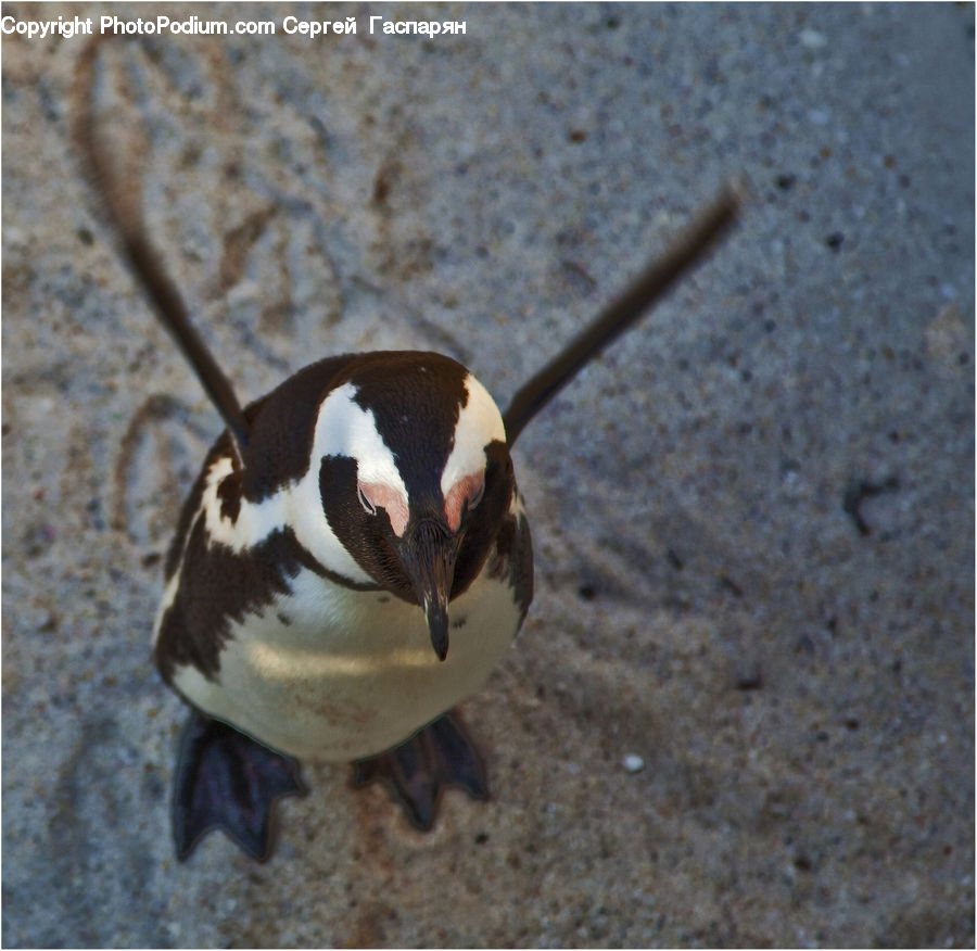 Bird, Penguin