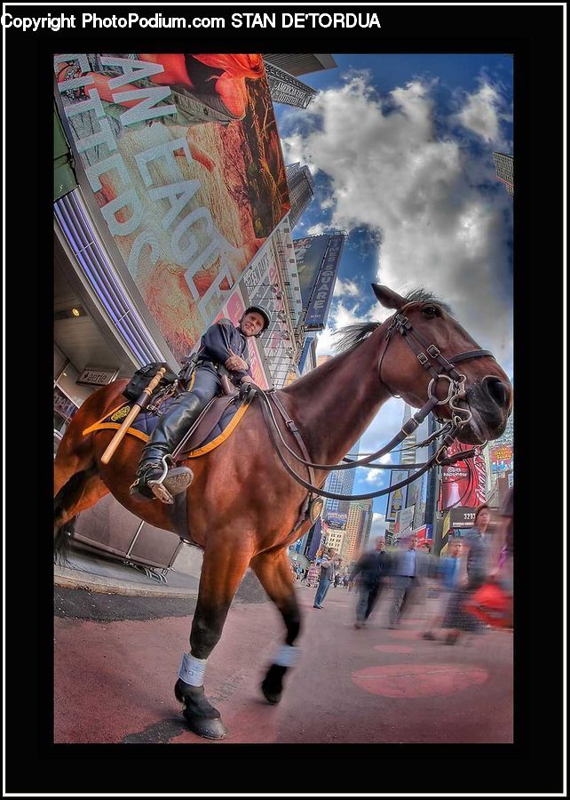 Collage, Poster, Motor, Motorcycle, Vehicle, Animal, Equestrian