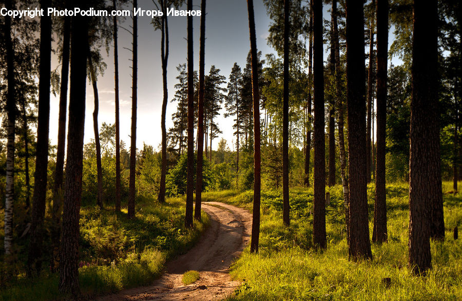 Forest, Vegetation, Grove, Land, Dirt Road, Gravel, Road