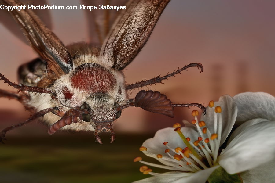 Bee, Insect, Invertebrate, Arachnid, Garden Spider, Spider, Blossom
