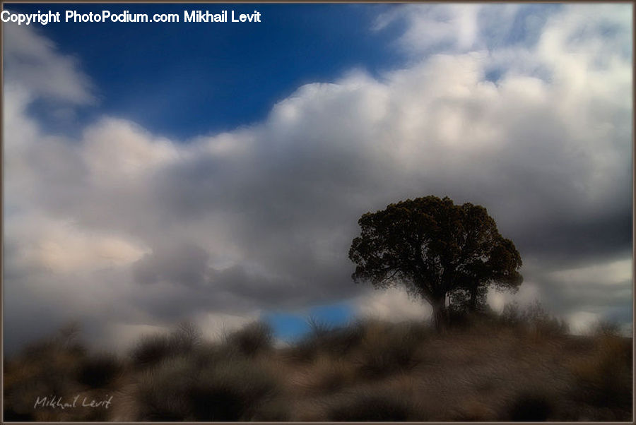 Plant, Tree, Azure Sky, Cloud, Outdoors, Sky, Cumulus