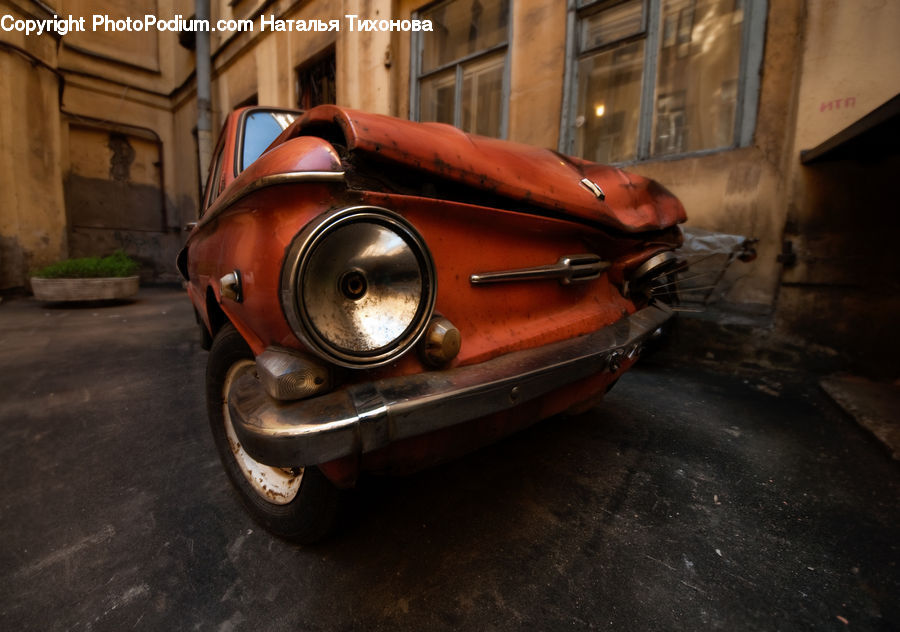 Plant, Potted Plant, Automobile, Car, Vehicle, Headlight, Light