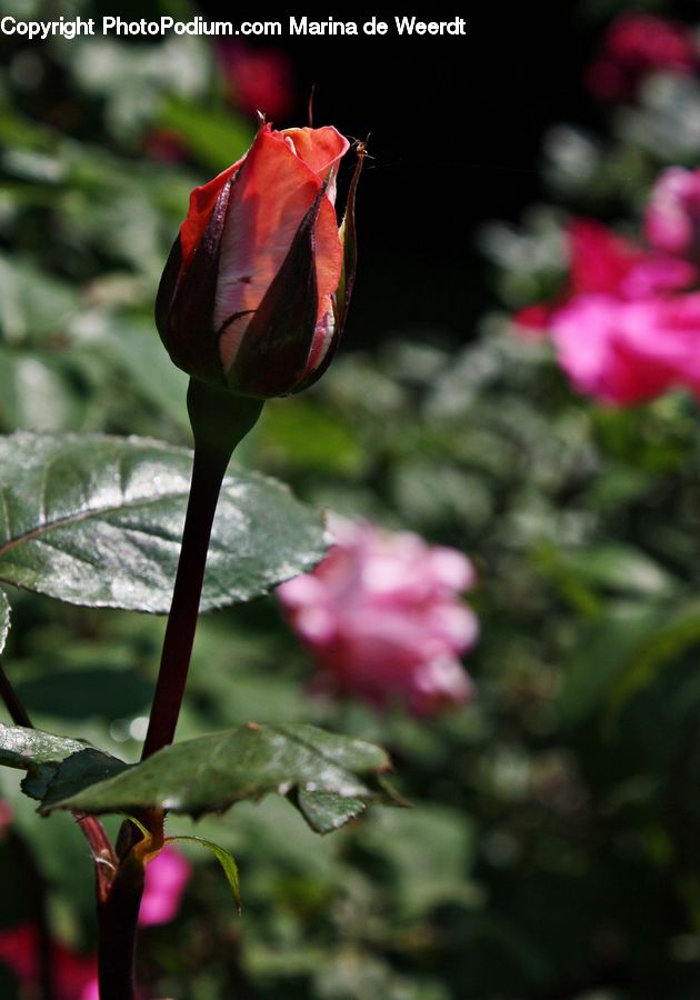 Bud, Plant, Bird, Hummingbird, Blossom, Flora, Flower