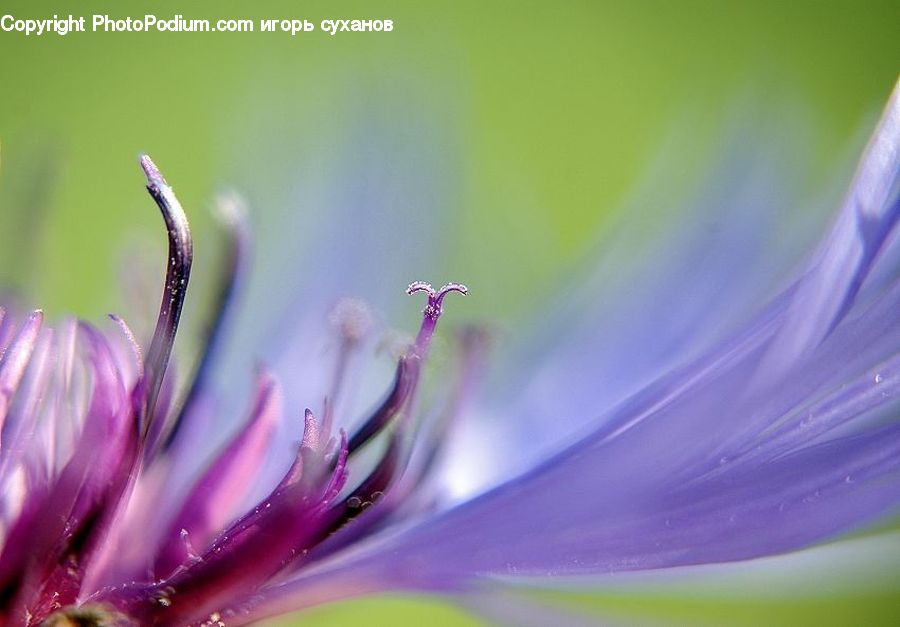 Blossom, Flora, Flower, Geranium, Plant, Bee, Insect